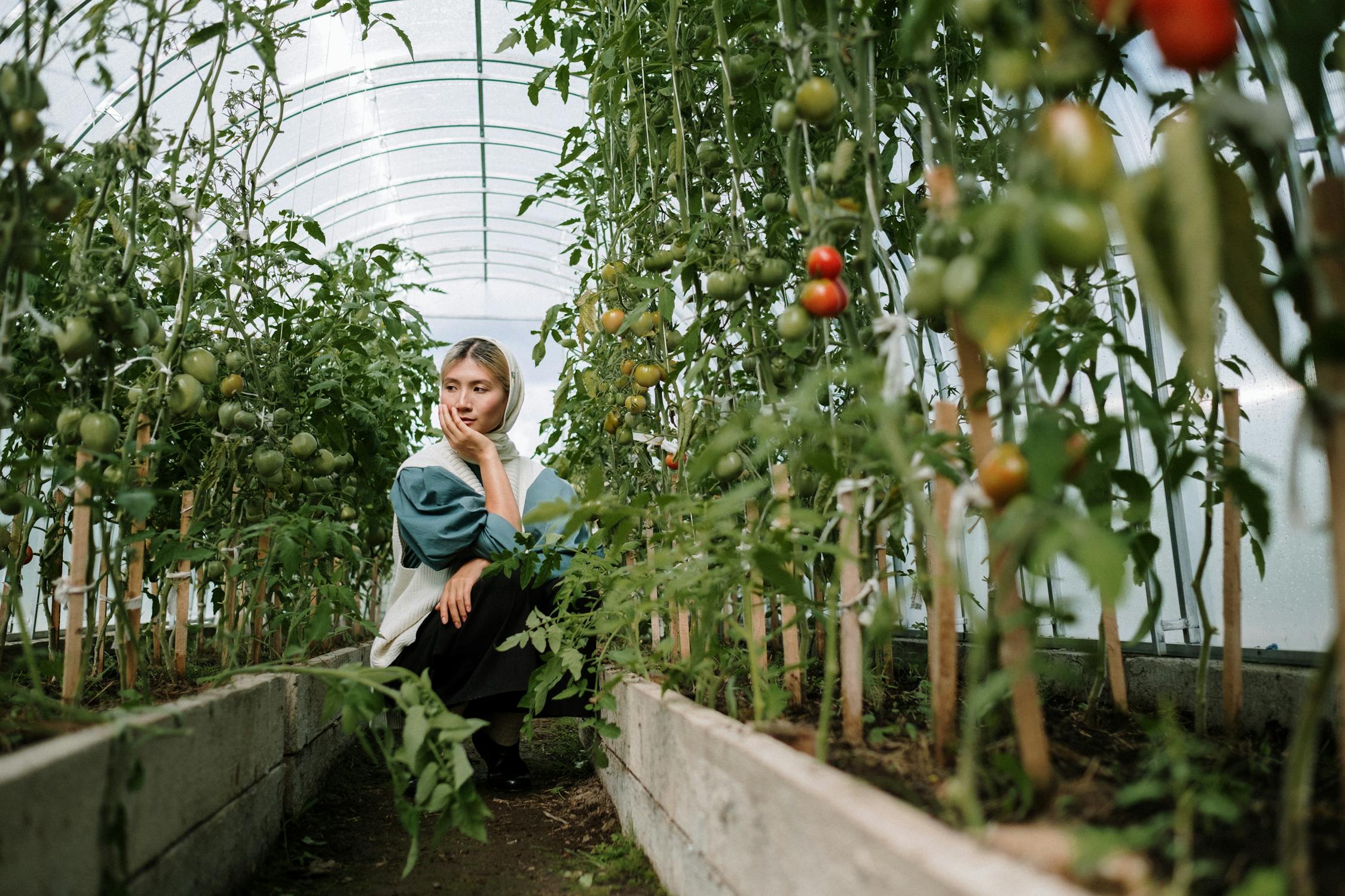 Grower tending tomato plants inside a commercial greenhouse
