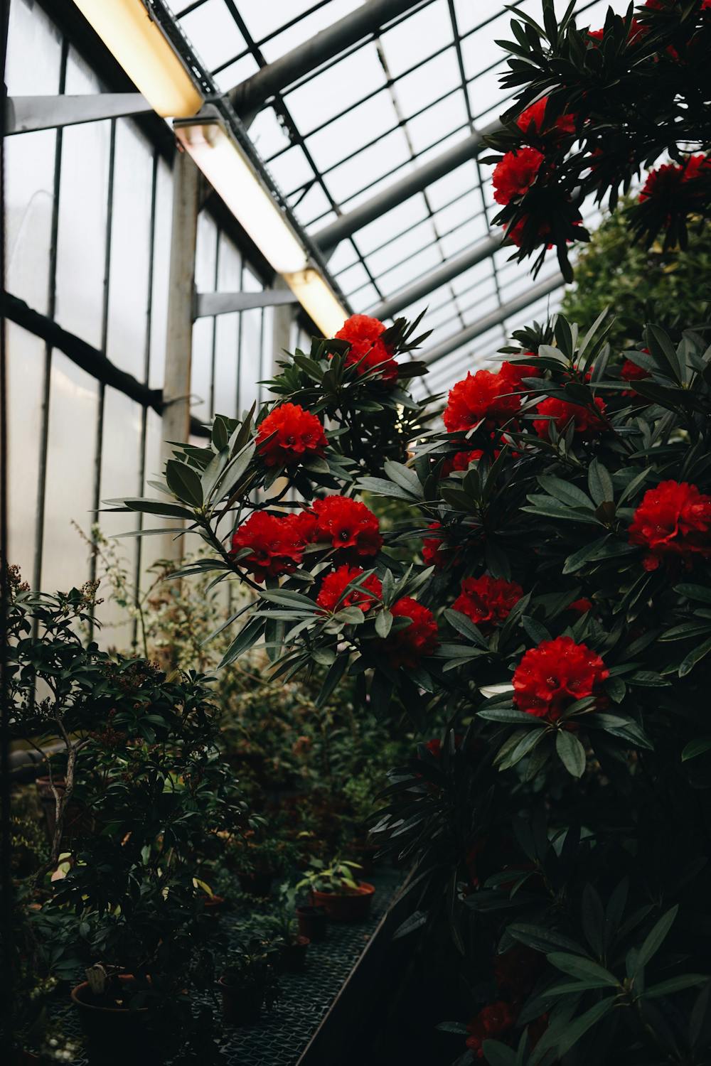 Red flowers blooming inside a commercial greenhouse