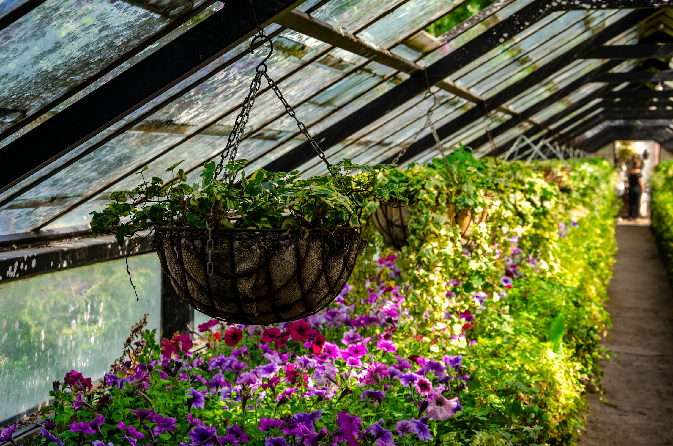 Hanging flower baskets inside a greenhouse nursery