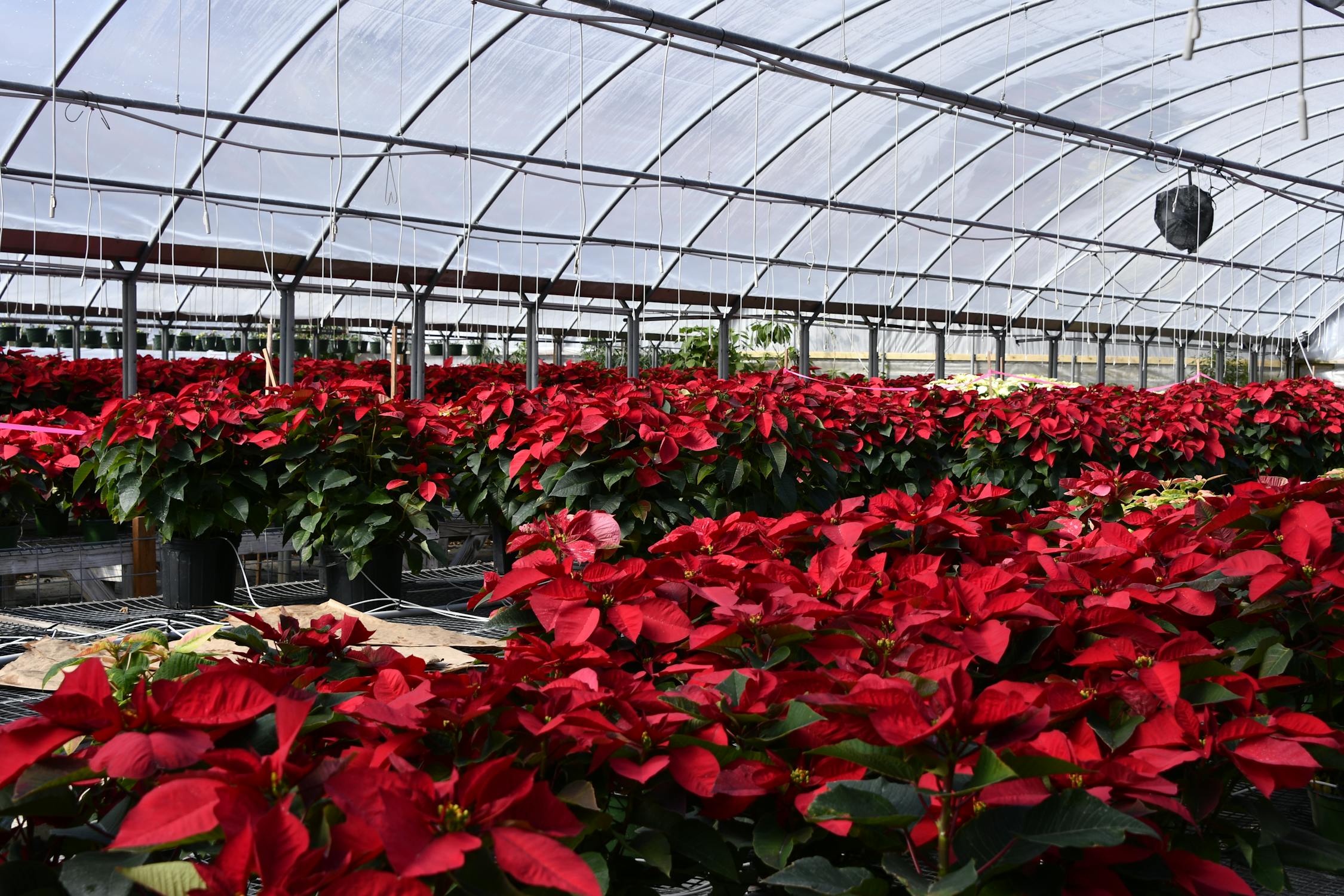 Rows of vibrant red poinsettias in a poly greenhouse