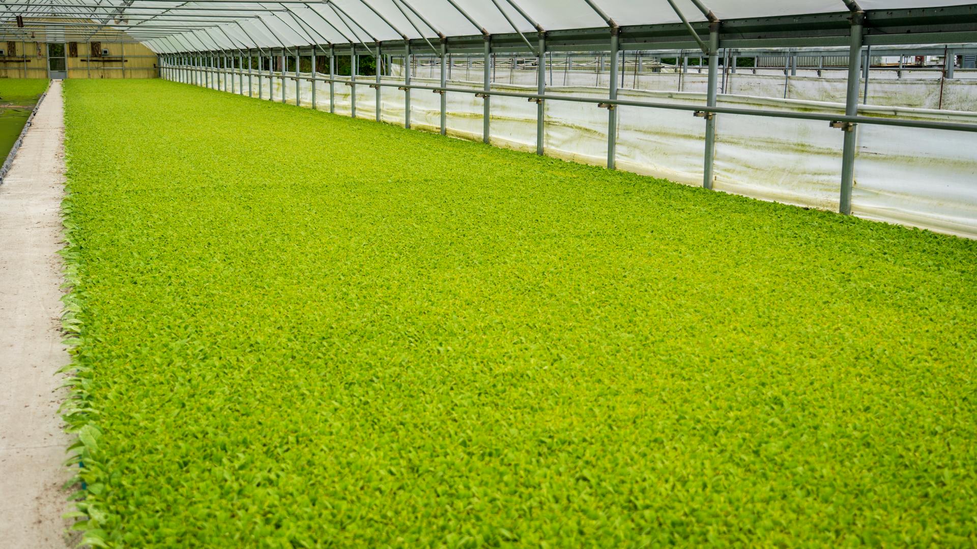 Large scale growing operation