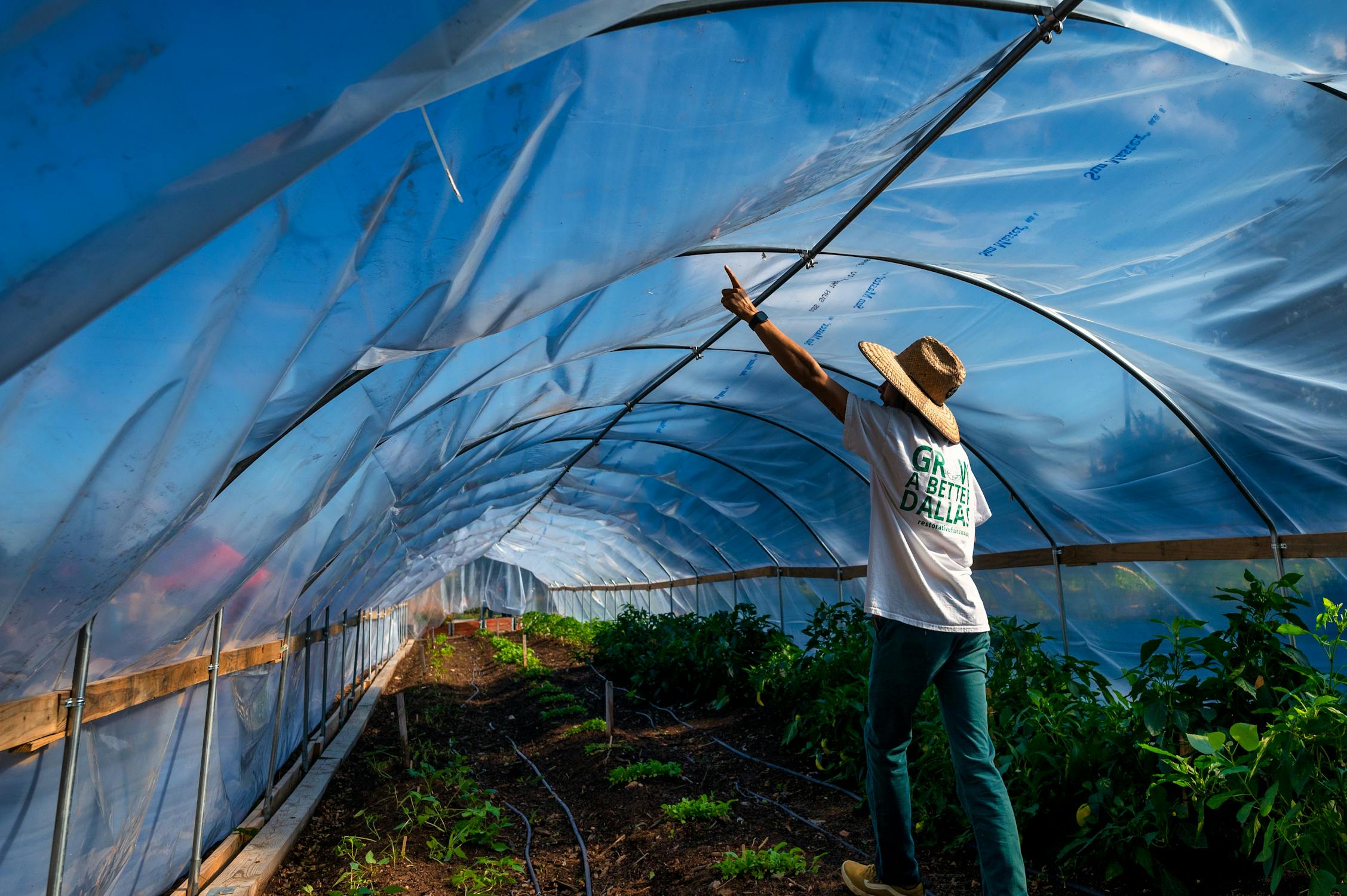 Farmer adjusting poly covering inside a hoop house high tunnel