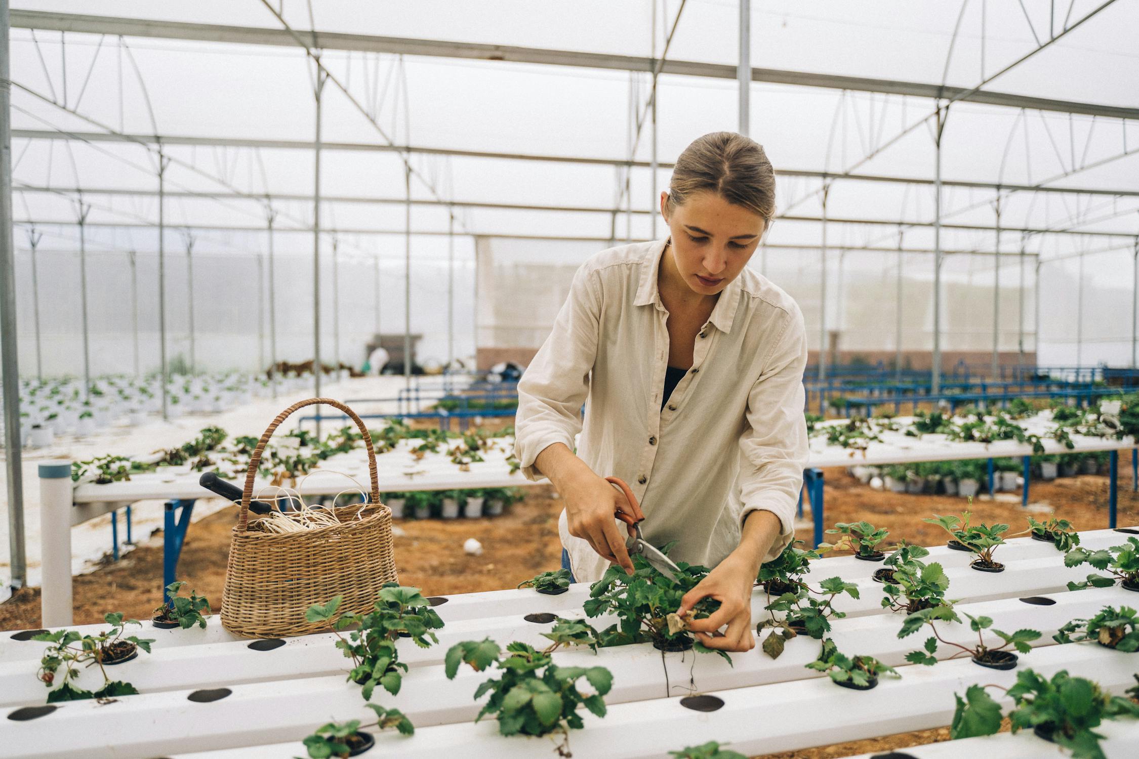 Grower harvesting hydroponic strawberries in greenhouse