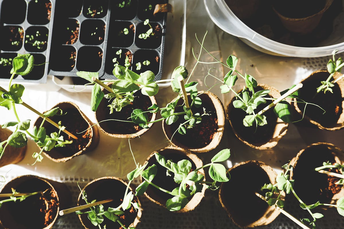 Seedlings growing in biodegradable pots for educational greenhouse