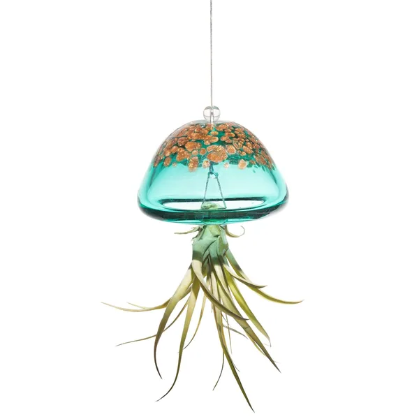 APM Air Plant Jellyfish Lake Green/Gold