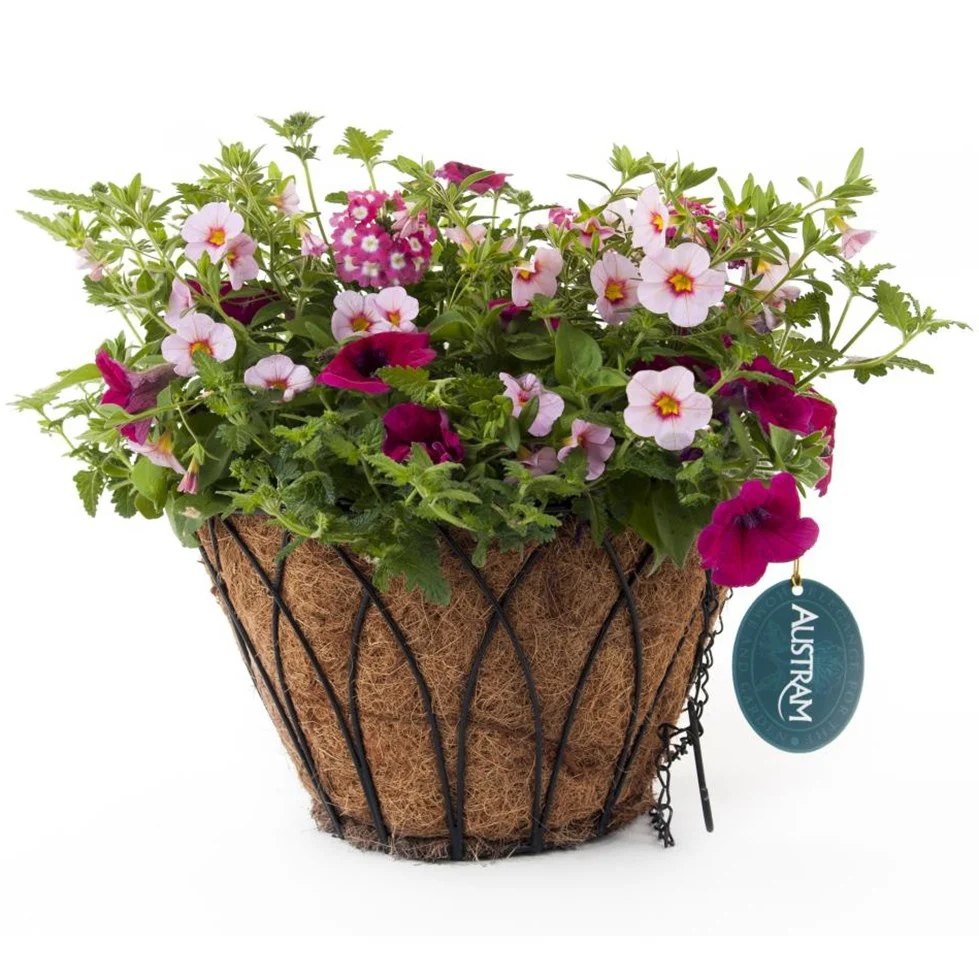 Austram Lotus ProGro Planter Black with Hanger - Image 4