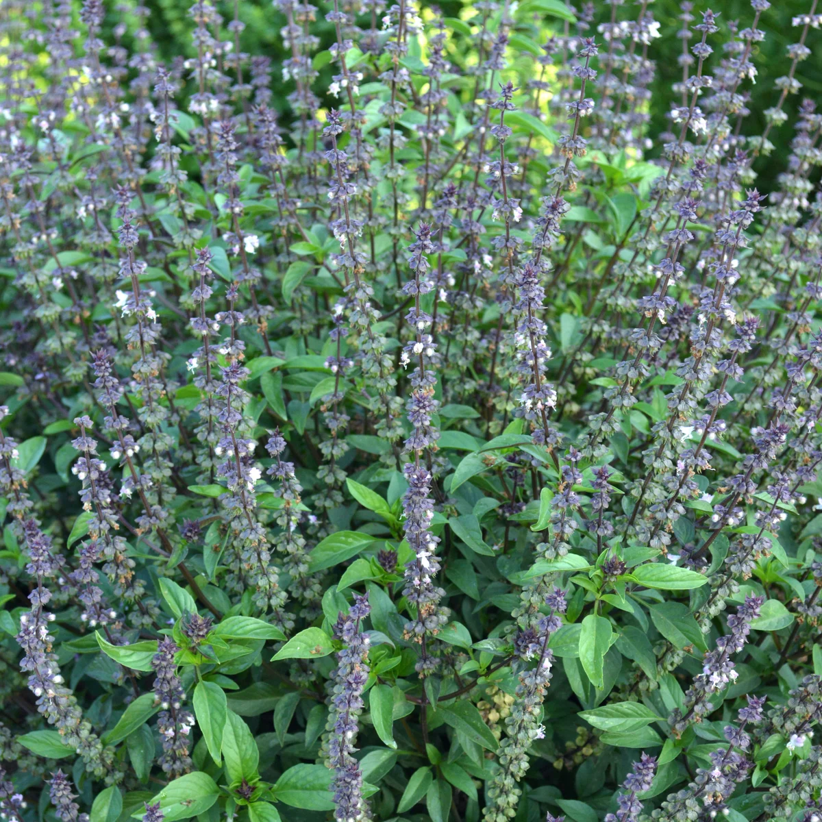Basil, Cinnamon 1 - Image 4