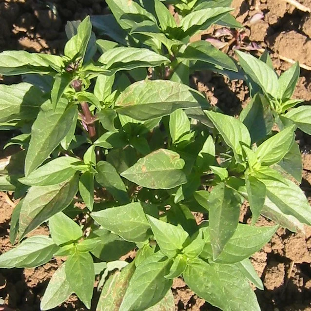 Basil, Siam Queen 1 - Image 3