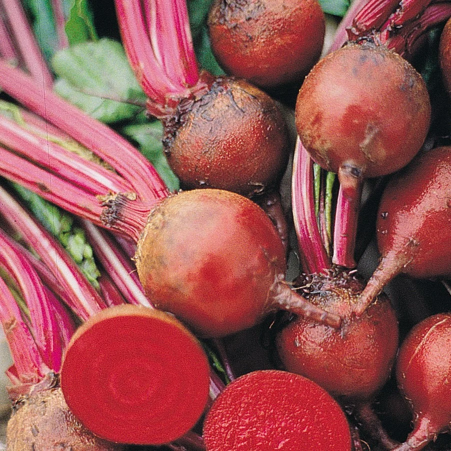 Beets, Detroit Dark Red - Image 3