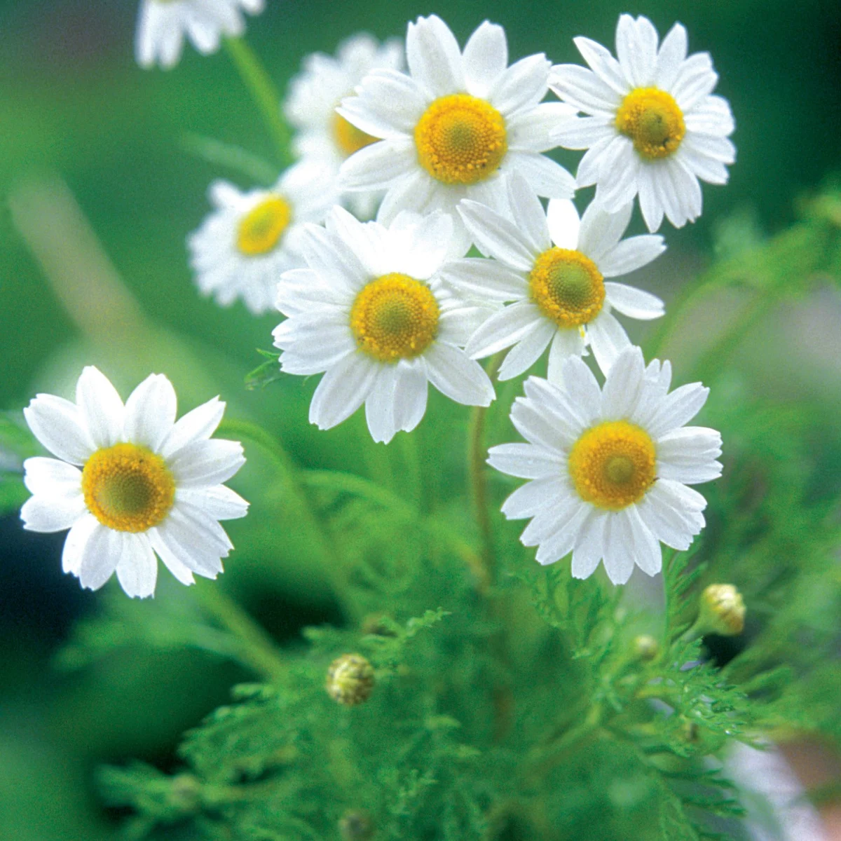 Chamomile, German 1 - Image 3