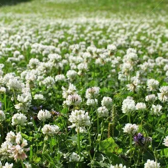 Clover, White Dutch 1 lb Each Vns