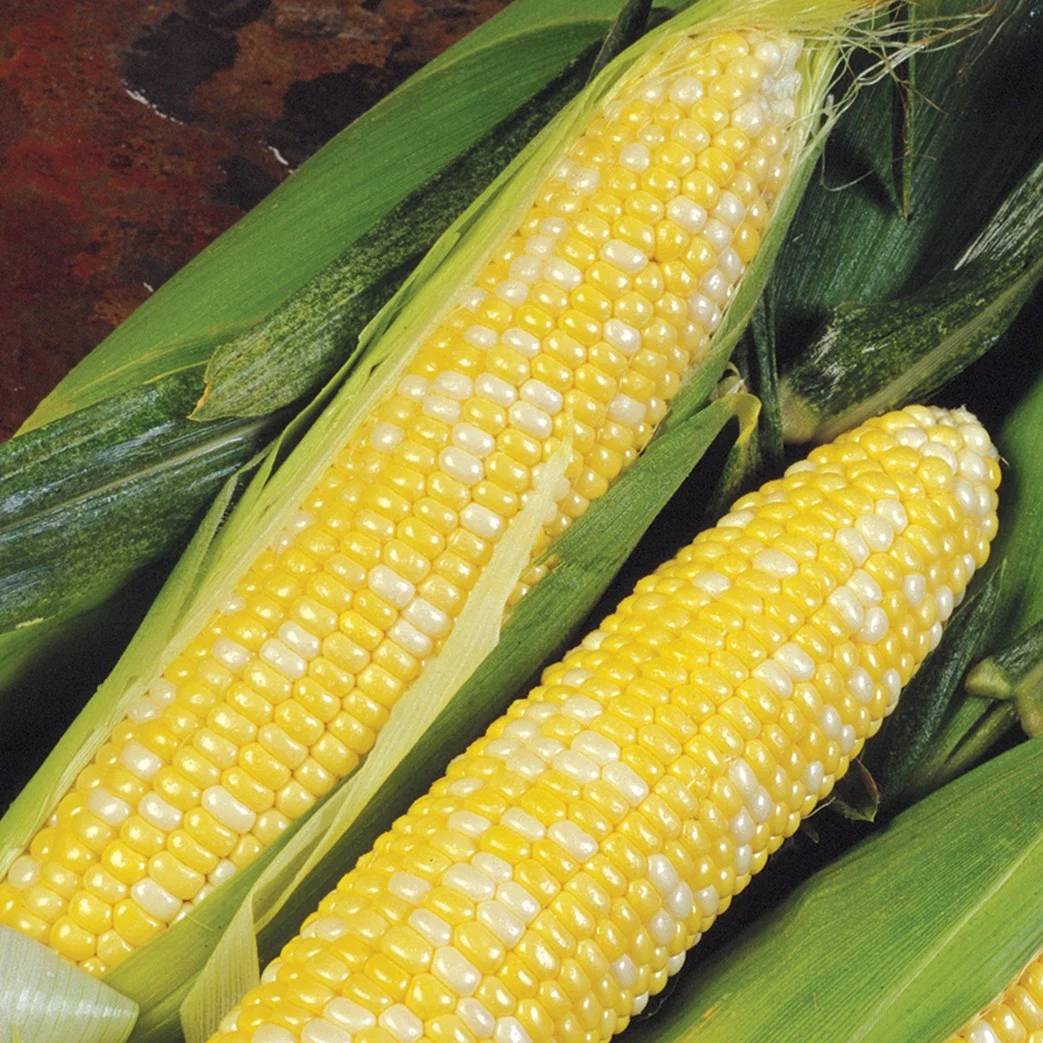 Corn, Delectable - Image 2