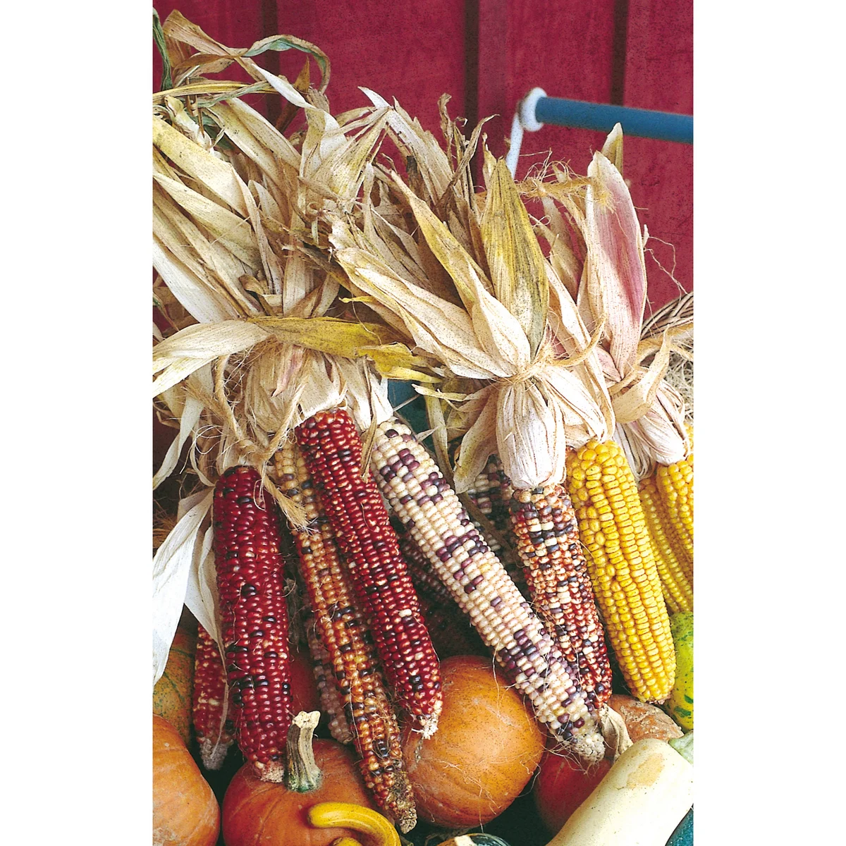 Corn, Ornamental - Image 3