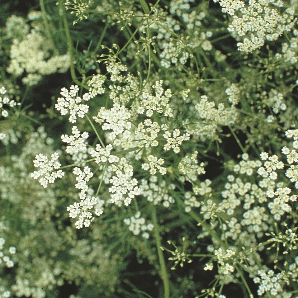 Cumin 1 - Image 4