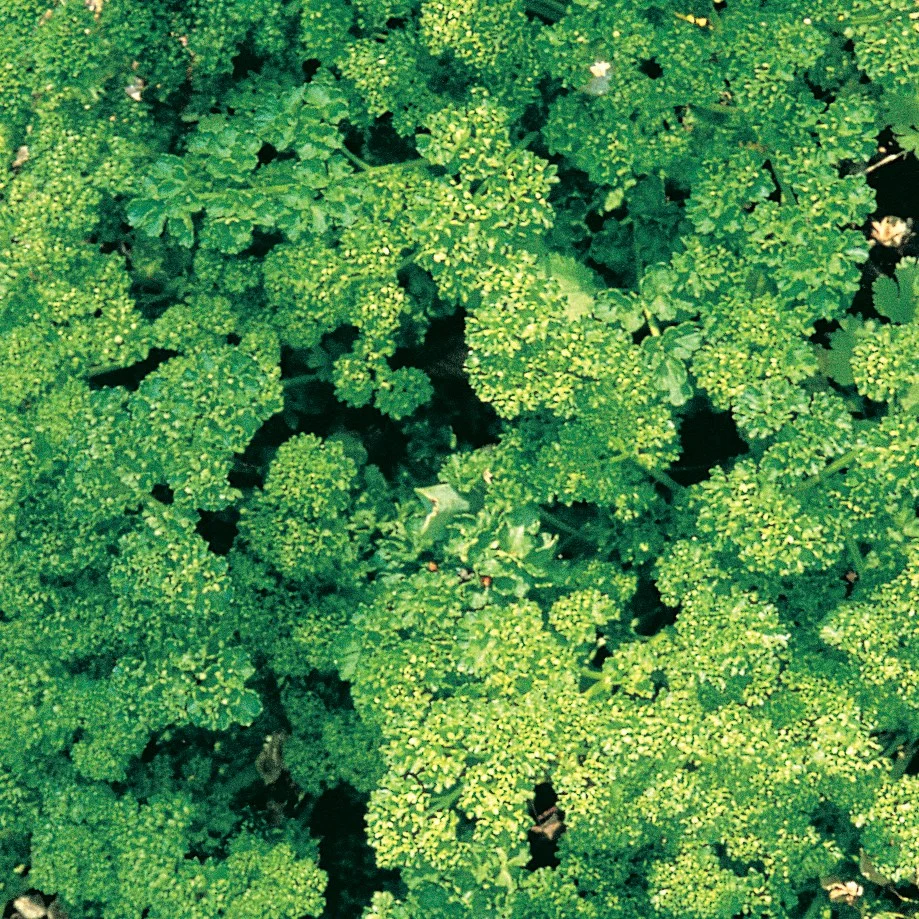 Parsley, Triple Curled - Image 3