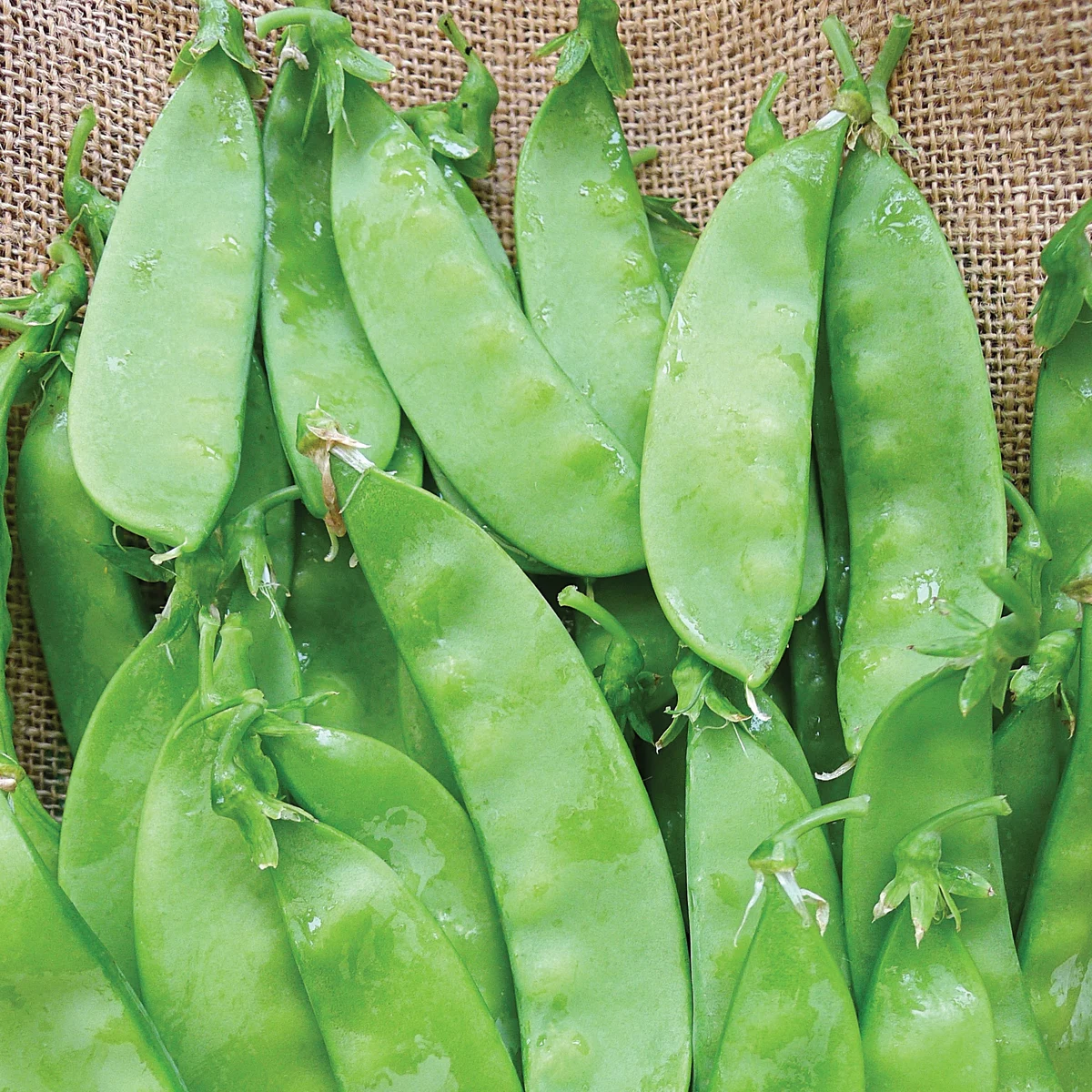 Peas, Oregon Sugar Pod II - Image 2