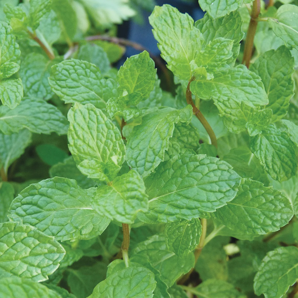 Peppermint 1 - Image 2