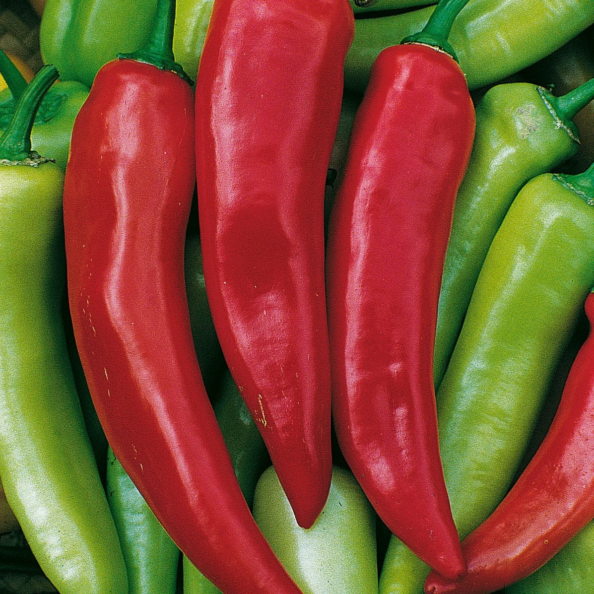 Peppers, Hungarian Hot Wax 1 - Image 2