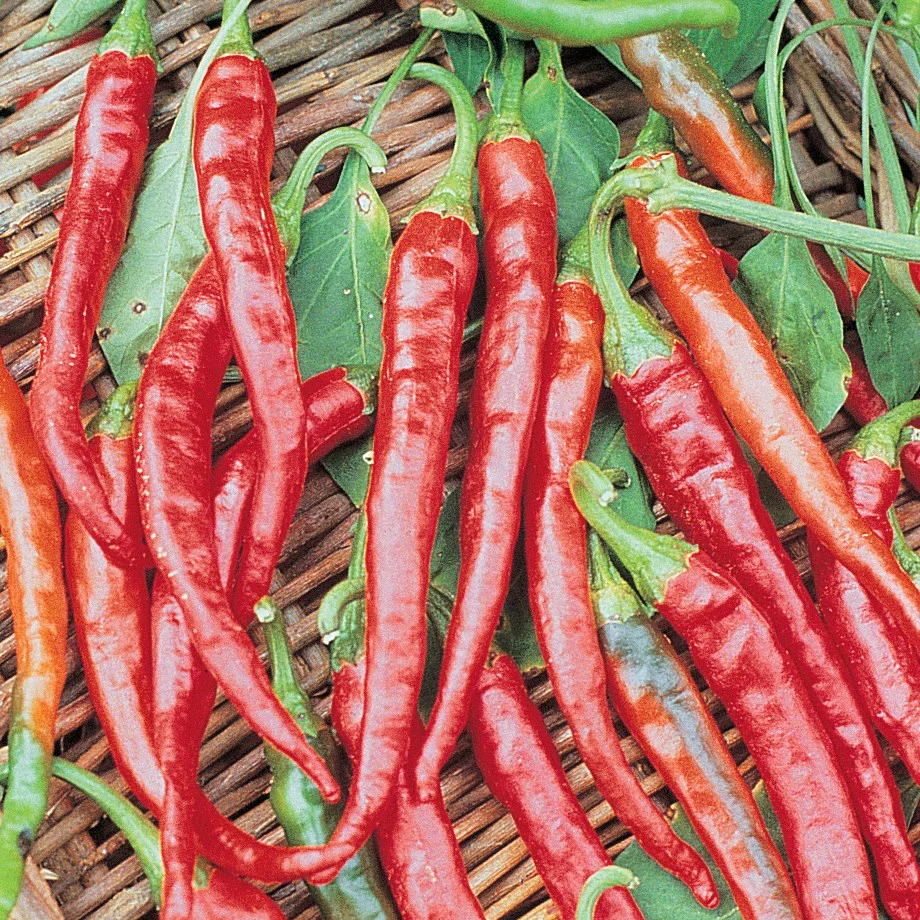 Peppers, Long Red Cayenne 1 - Image 2