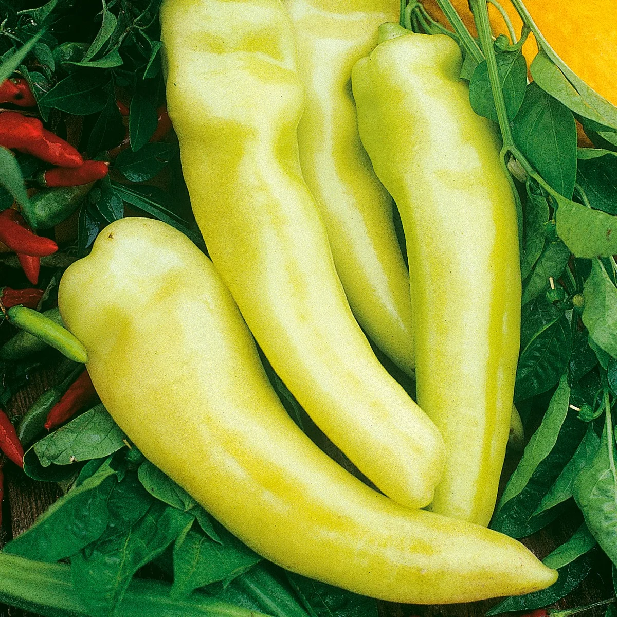 Peppers, Sweet Banana 1 - Image 2