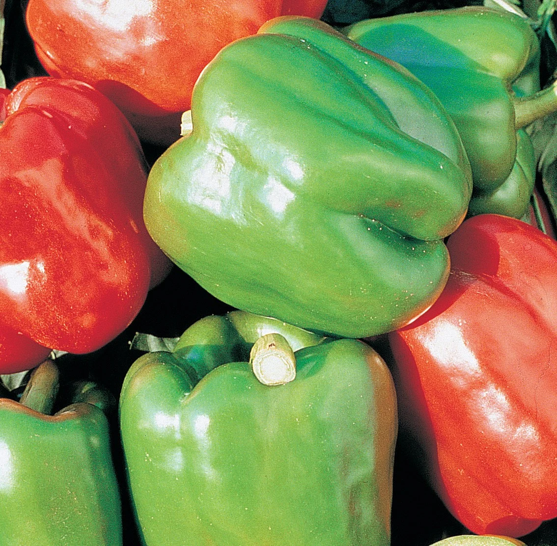 Peppers, Yolo Wonder 1 - Image 2
