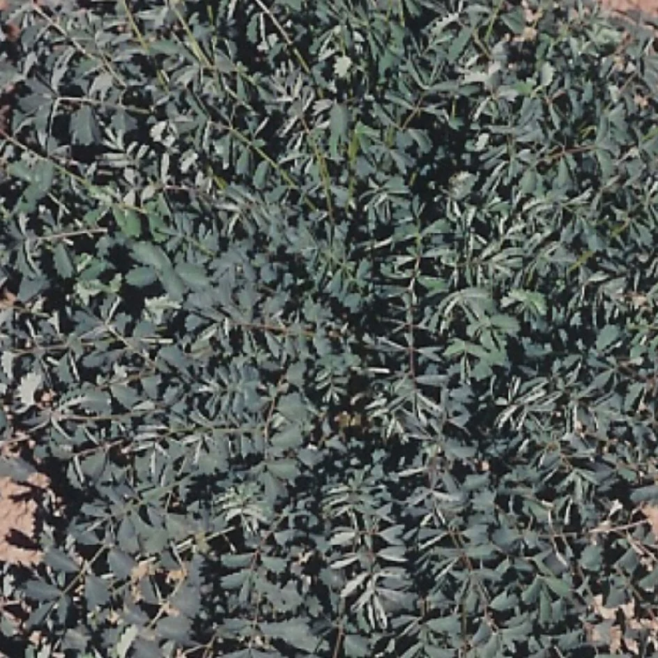 Salad Burnet 1 - Image 2