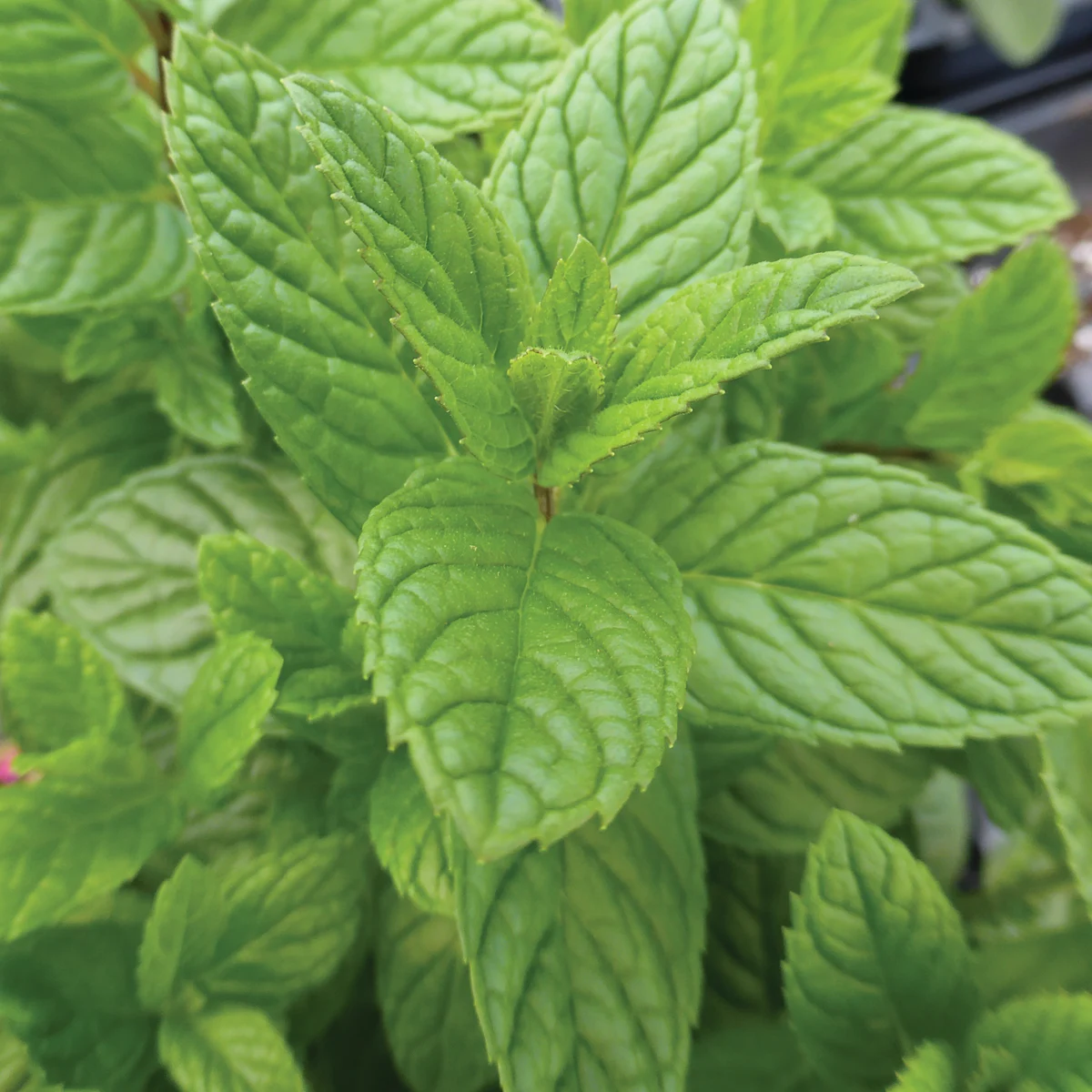 Spearmint 1 - Image 3