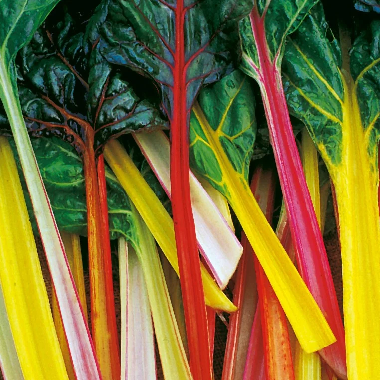 Swiss Chard, Northern Lights 1 - Image 2