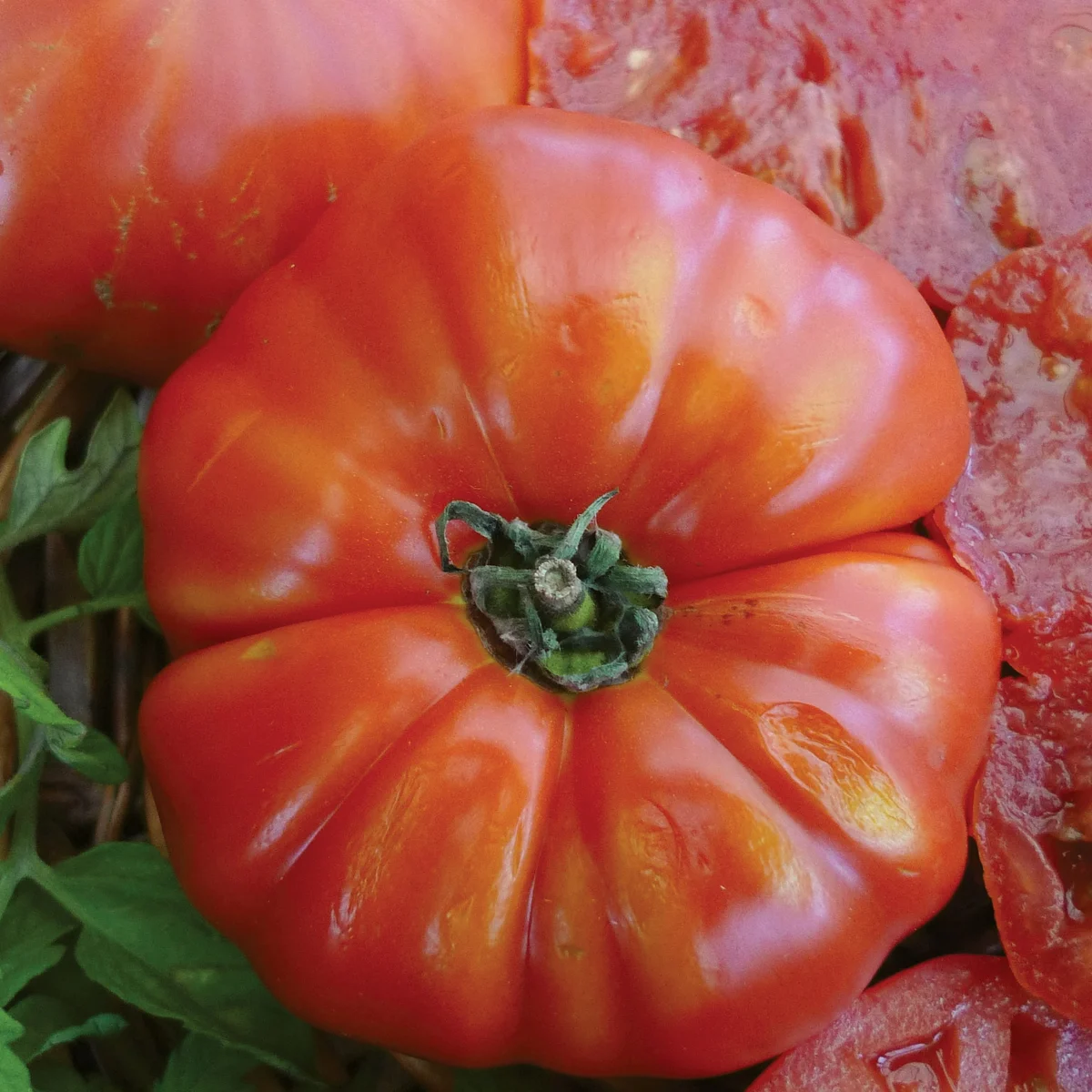 Tomato, Beefsteak 1 - Image 2