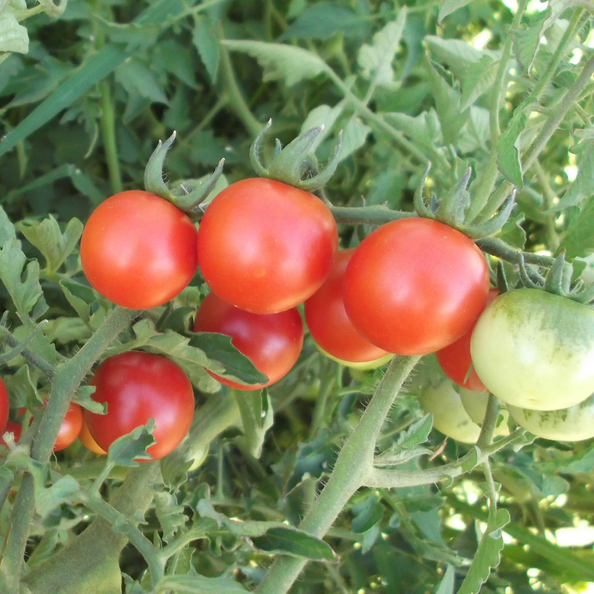 Tomato, Red Cherry 1 - Image 2