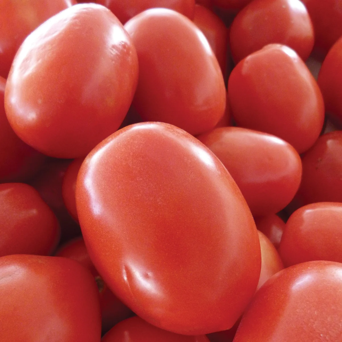Tomato, Roma 1 - Image 2