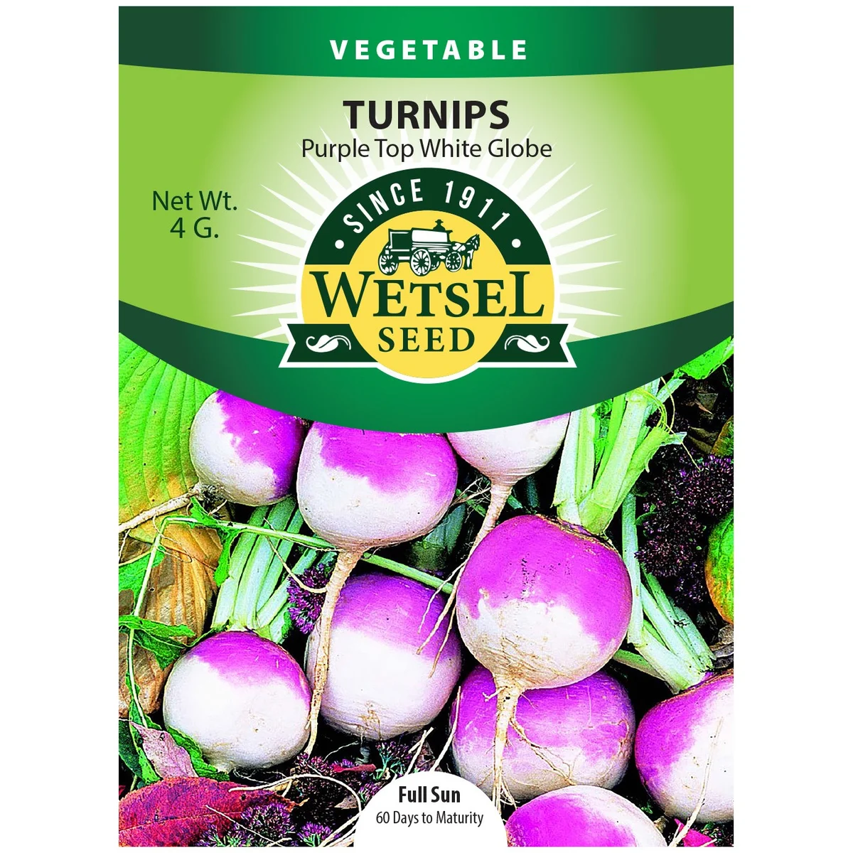Turnips, Purple Top White Globe - Image 2