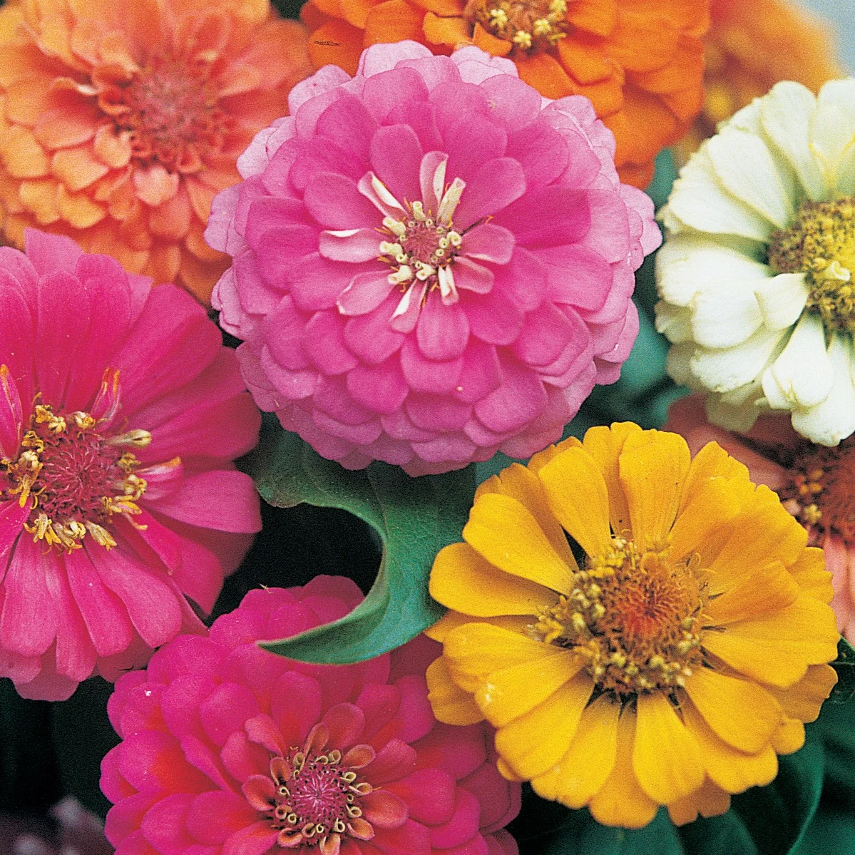 Zinnia, Thumbelina 1 - Image 2