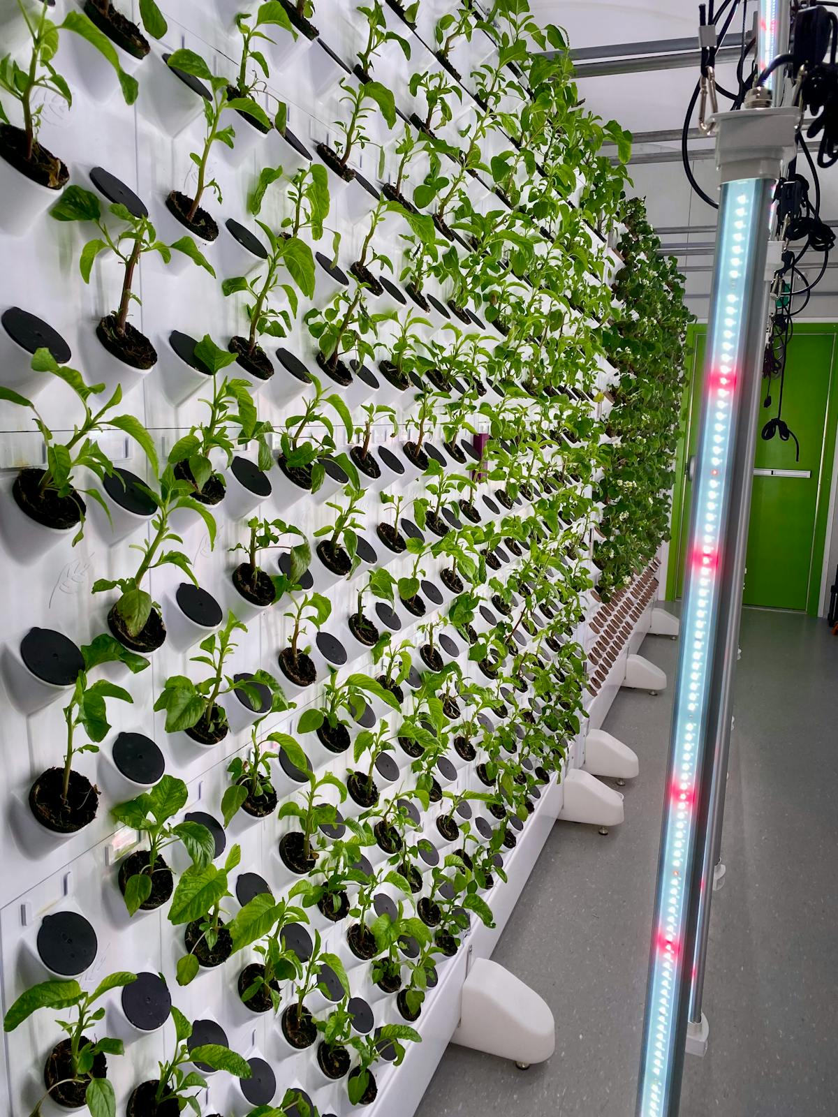 Hydroponic vertical wall system with LED lighting